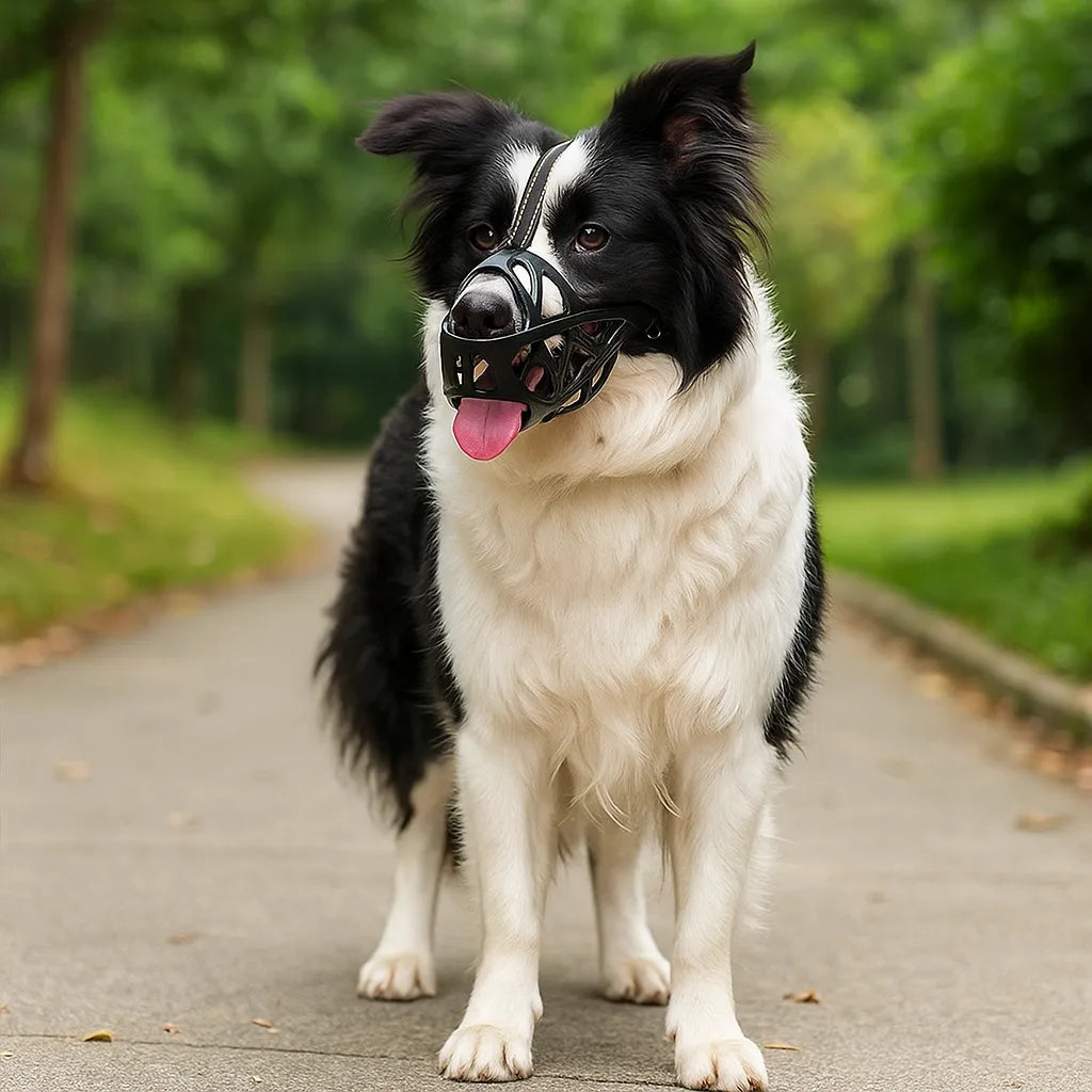 Border collie noir et blanc debout sur un chemin, muselière noire ajourée et sangle frontale, langue pendante, regard détourné. 11