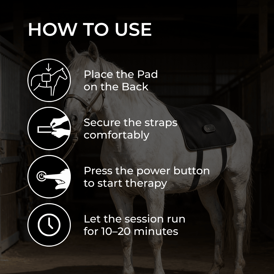 Cheval blanc équipé de l'enveloppe dans une écurie sombre, avec quatre pictogrammes illustrant les étapes d'utilisation: poser, sangler, allumer, patienter. 6