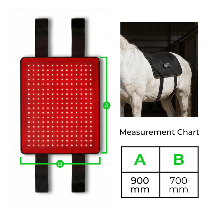Panneau de LED rouges vu de face avec ses sangles, cotes A et B indiquées, à côté d'un cheval blanc équipé de l'enveloppe. 8