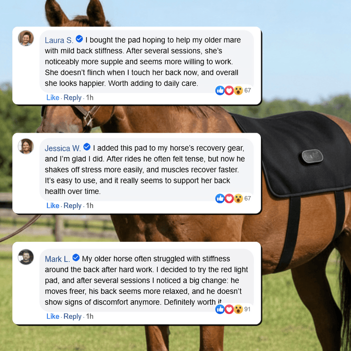 Cheval alezan au pré portant l'enveloppe noire, recouvert de trois commentaires de clients sur son effet contre la raideur du dos. 4