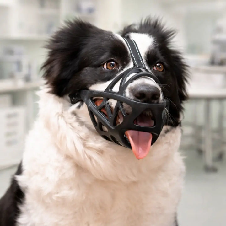 Portrait de face d'un border collie portant la muselière noire avec sa sangle sur le front, langue sortie, dans un cabinet vétérinaire. 13