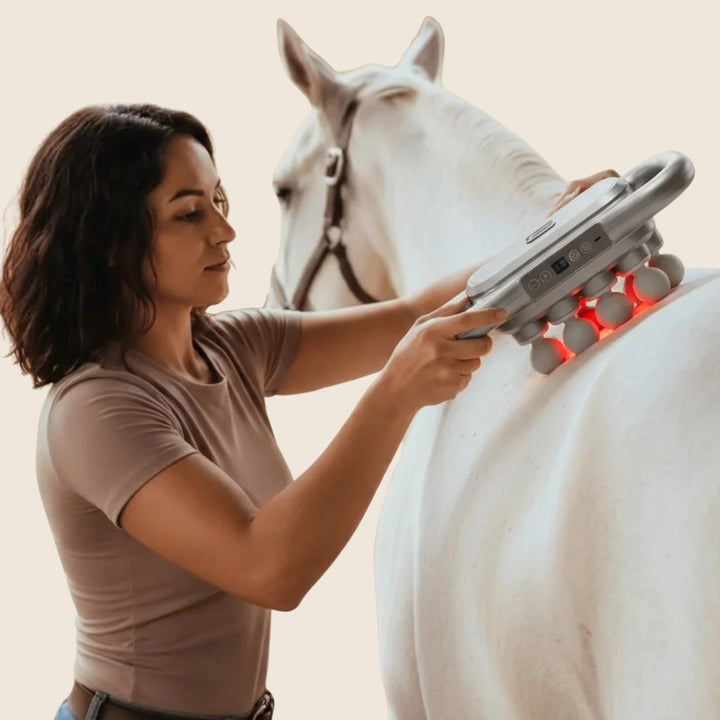 Une femme brune masse le dos d'un cheval blanc avec l'appareil gris à têtes rondes qui diffuse une lumière rouge. 1