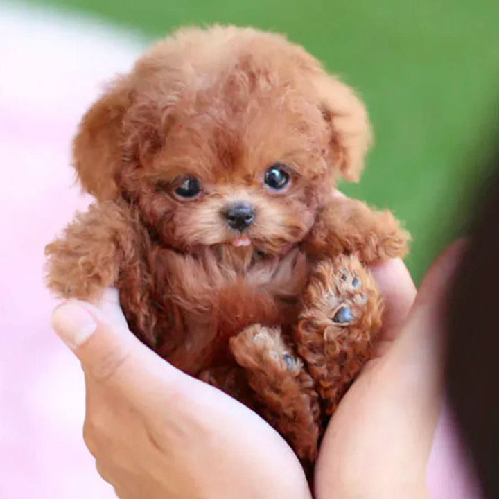 Petit chiot en peluche marron aux poils bouclés, tenu au creux de deux mains, pattes visibles. 2