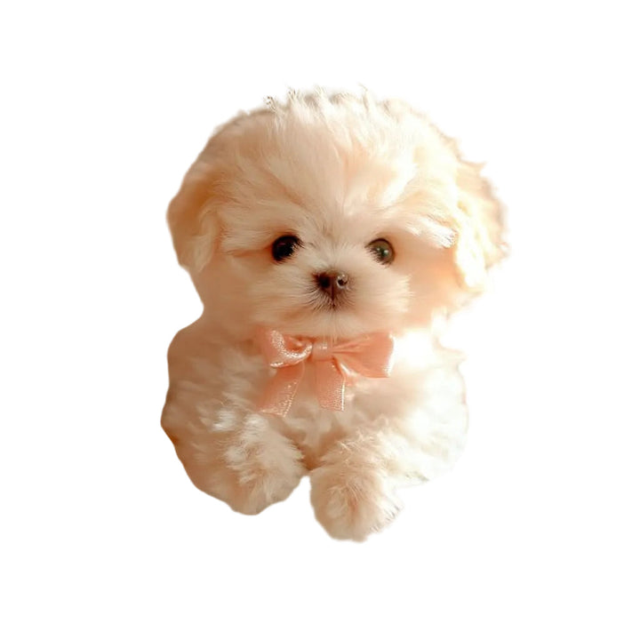 Chiot en peluche crème au poil duveteux avec un nœud rose satiné au cou, détouré sur fond blanc. 1