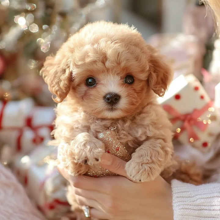 Chiot en peluche bouclé tenu à deux mains devant un décor de Noël, une boule dorée entre les pattes. 6