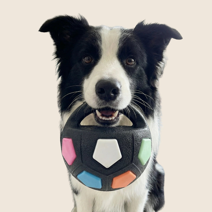Border collie noir et blanc de face tenant par la poignée une balle noire texturée aux pastilles pastel. 1