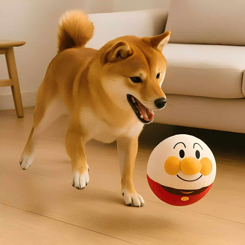 Un shiba inu joue dans un salon avec la balle en peluche blanche et rouge au nez orange, posée au sol. 2