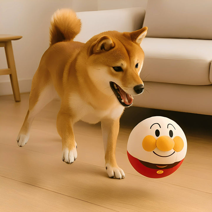 Un shiba inu joue dans un salon avec la balle en peluche blanche et rouge au nez orange, posée au sol. 2