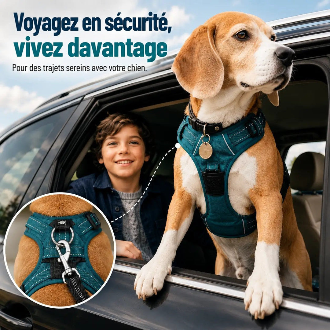 Beagle en harnais bleu, pattes sur la vitre d'une voiture, avec un enfant souriant et un gros plan du mousqueton 8