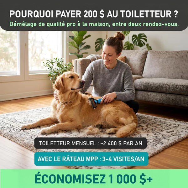 Femme assise sur un tapis au salon qui démêle le pelage d'un golden retriever avec le peigne bleu, mèches de poils au sol. 2