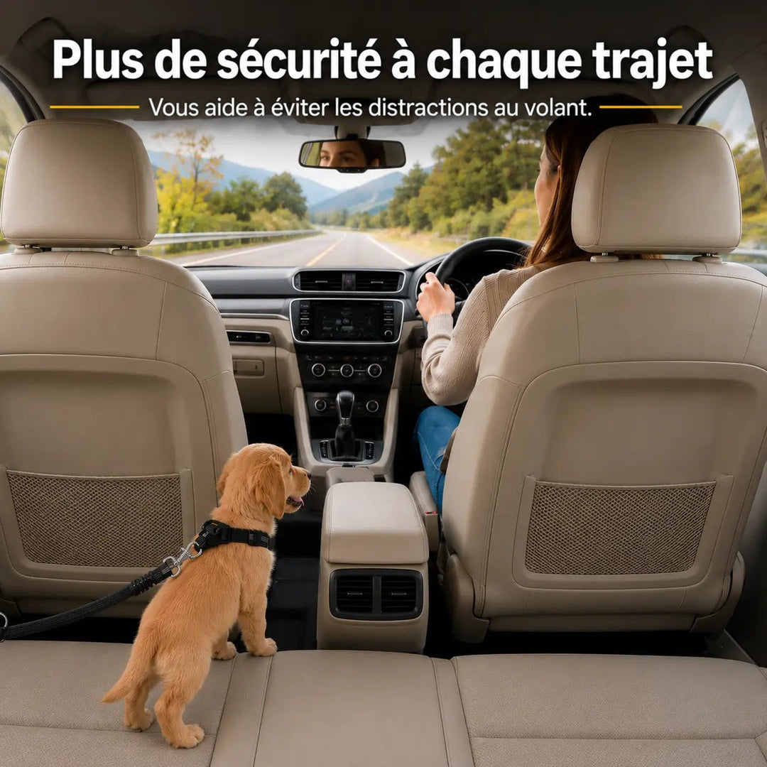 Chiot attaché sur la banquette arrière par la ceinture, tandis qu'une conductrice roule sur une route de campagne 2