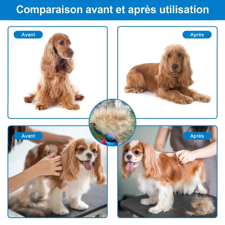 Montage avant et après toilettage de deux chiens, un cocker et un cavalier king charles, avec une touffe de poils retirés. 6