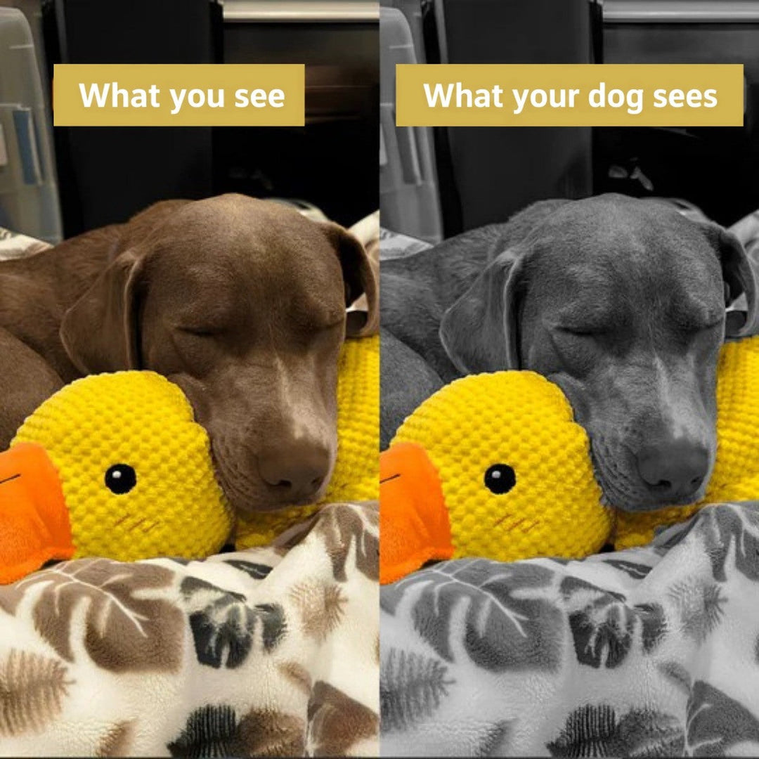 Comparaison en deux images d'un chien marron endormi contre le canard, en couleurs puis en niveaux de gris 6