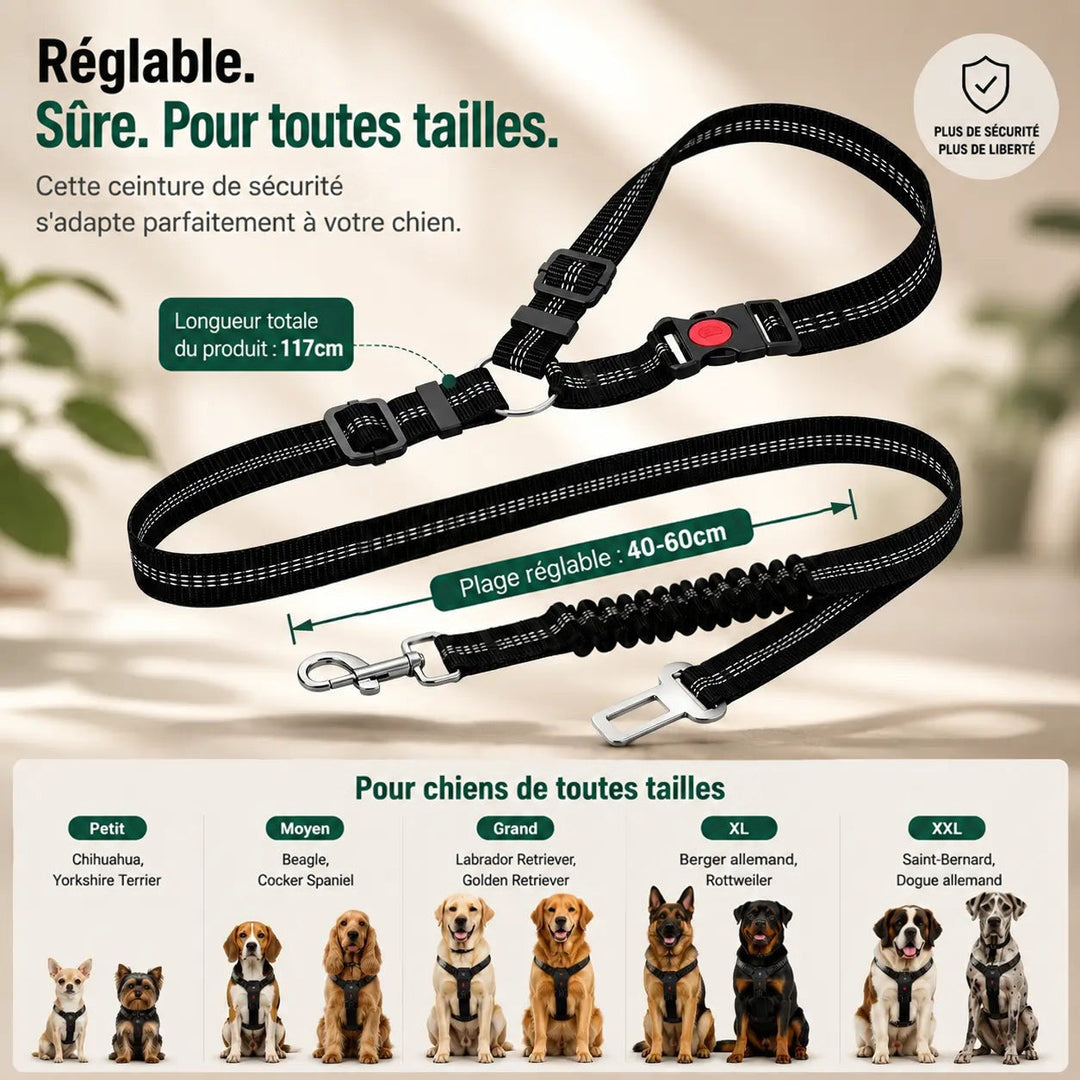 Ceinture noire déployée avec ses longueurs indiquées, et rangée de chiens de toutes tailles portant un harnais 9