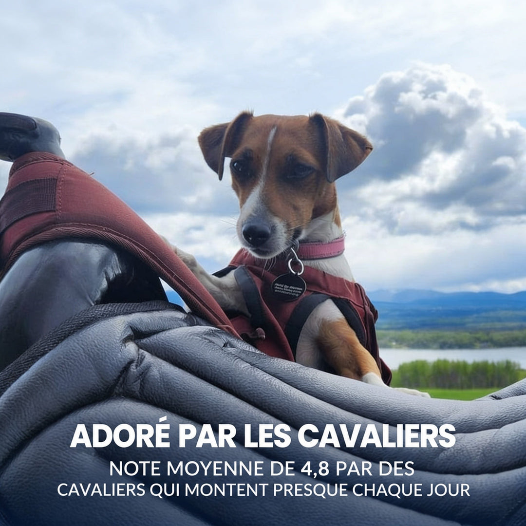 Petit chien en gilet bordeaux posant ses pattes sur un coussin de selle gris 7