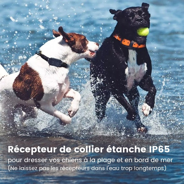 Deux chiens éclaboussent dans l'eau de la plage, l'un portant un collier orange et tenant une balle 2