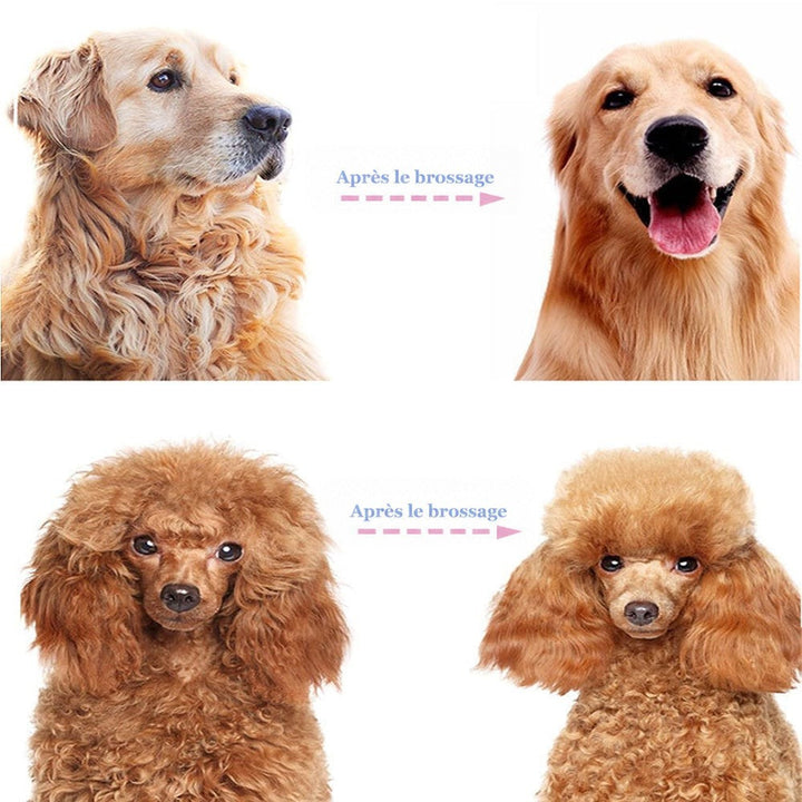 Comparaison avant et après peignage d'un golden retriever et d'un caniche, pelage emmêlé à gauche, lisse et gonflant à droite. 7