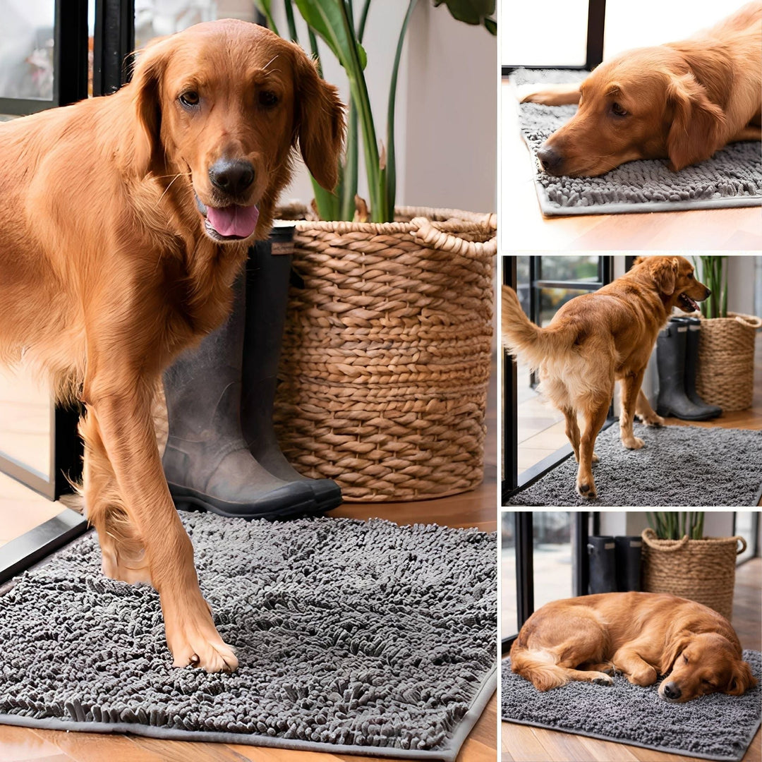 Collage d'un chien roux sur le tapis gris: debout à la porte, couché, de dos et endormi. 5