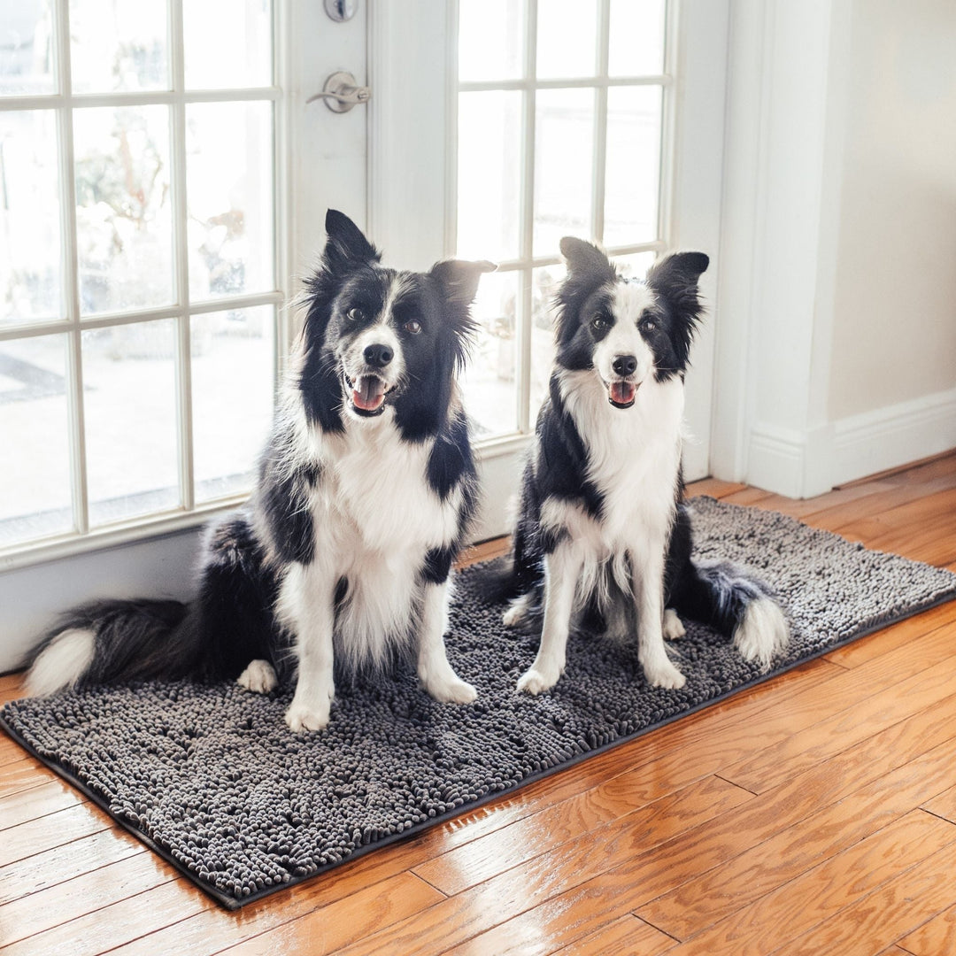 Deux border collies assis sur le tapis gris devant une porte vitrée, sur un parquet en bois. 10