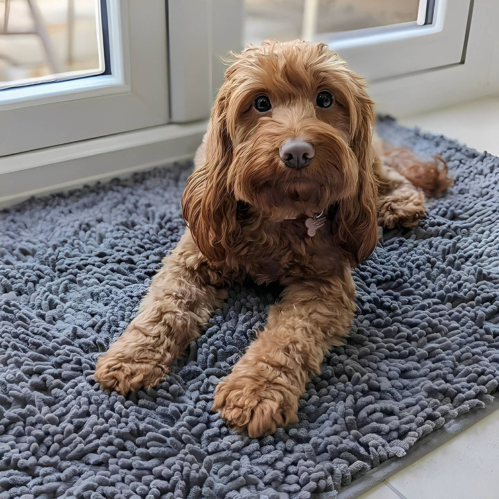Chien brun allongé sur le tapis gris à longues mèches de chenille, près d'une porte-fenêtre blanche. 2