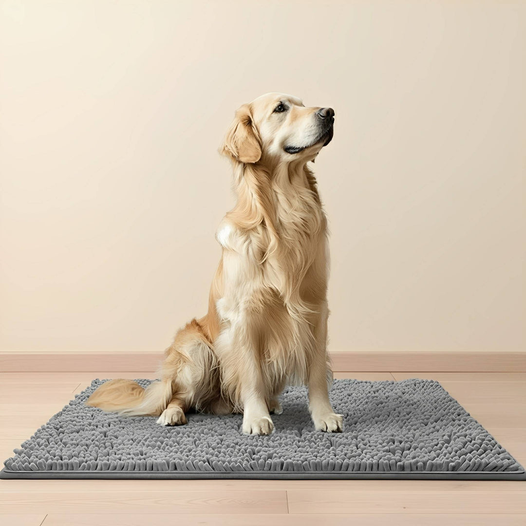Golden retriever assis sur le tapis gris en chenille, posé sur un parquet clair devant un mur beige. 1