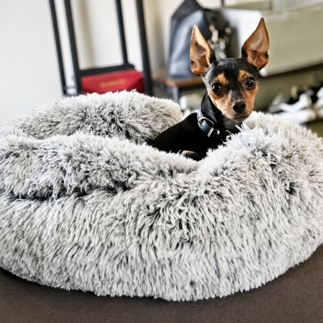 Petit chien noir et feu avec collier, assis dans le panier en peluche grise aux pointes foncées, capuche repliée derrière lui. 10