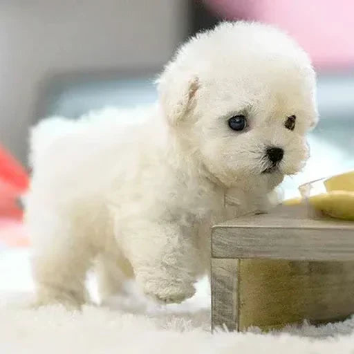 Chiot en peluche blanc et duveteux debout sur un tapis blanc, une patte avant levée, près d'un petit meuble en bois. 7