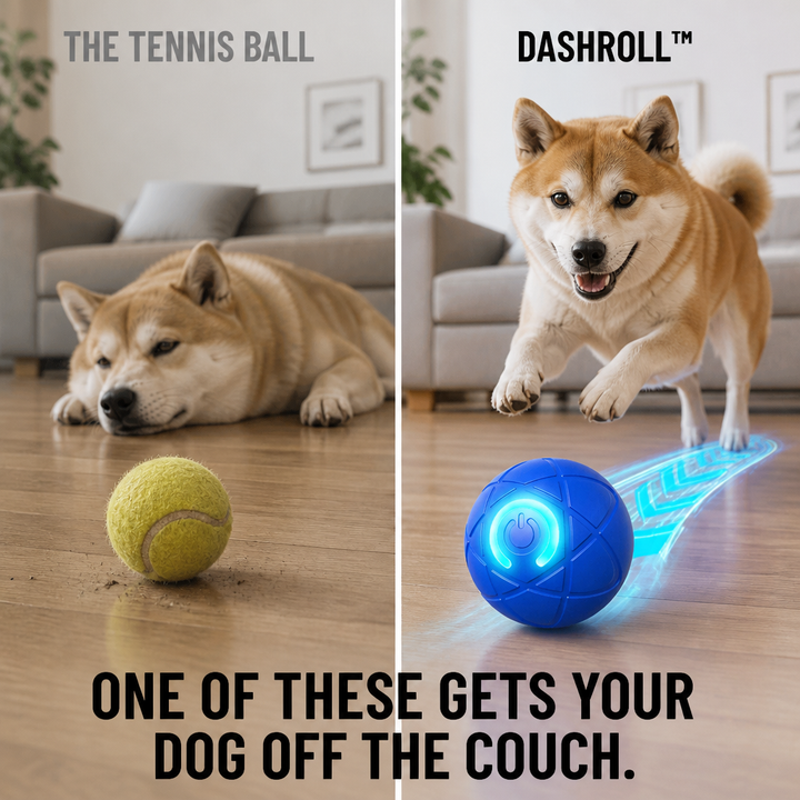 Comparaison en deux volets : chien couché devant une balle de tennis, puis chien bondissant vers la boule bleue 6