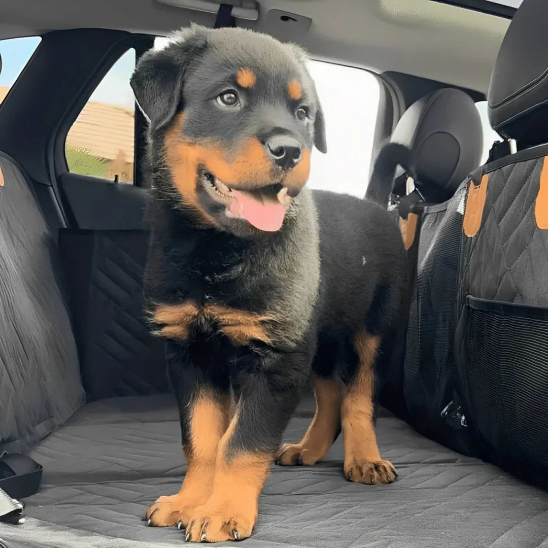 Chiot rottweiler debout sur l'extension noire matelassée, dans une voiture, avec une poche en filet visible sur le côté droit. 10
