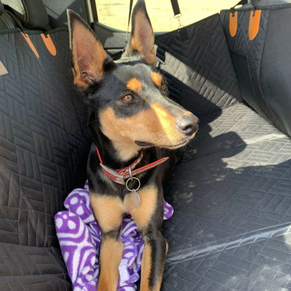 Chien noir et feu aux oreilles dressées, assis sur la housse matelassée noire d'une banquette arrière, avec un plaid violet devant lui. 2