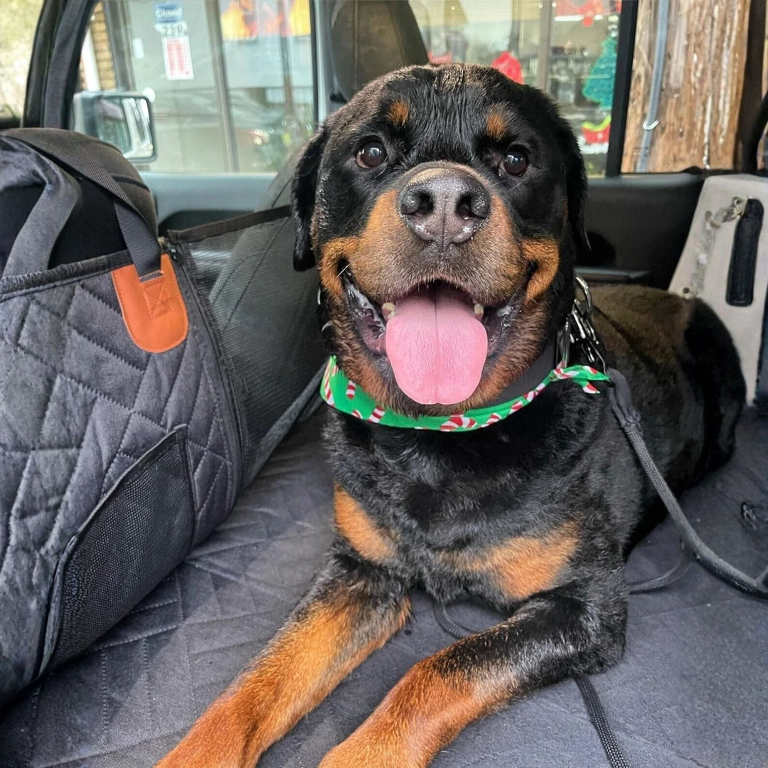Rottweiler souriant, couché sur l'extension noire matelassée, avec une poche en filet visible sur le côté de la housse. 3