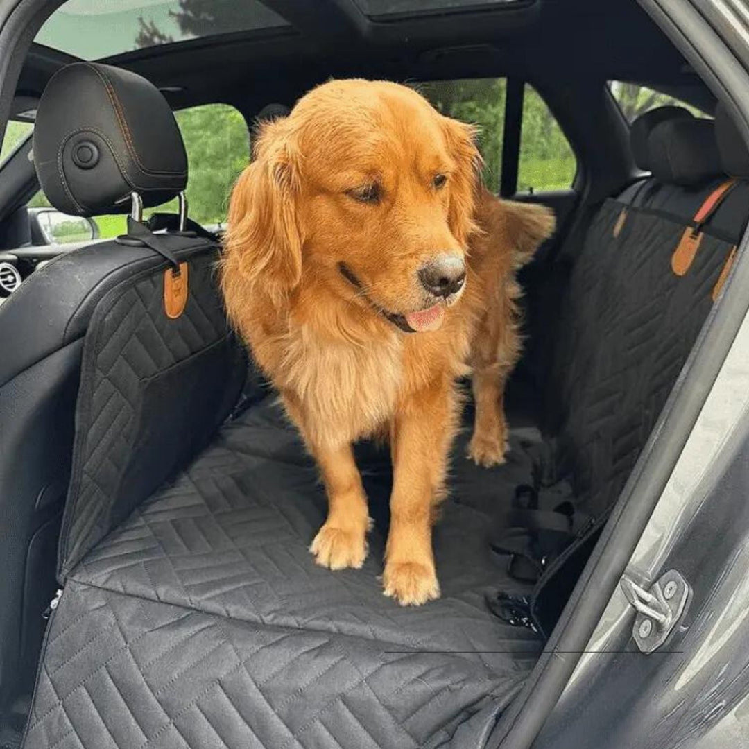 Golden retriever debout sur l'extension noire matelassée posée sur la banquette arrière d'une voiture grise, languette orange visible sur les appuie-têtes. 5