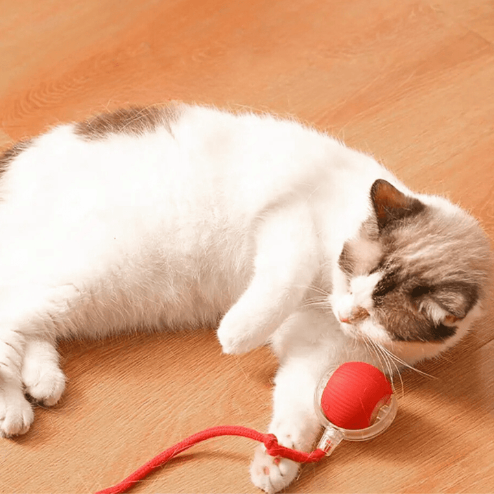 Chat blanc et gris allongé sur un parquet qui attrape du patte la balle rouge et sa corde nouée. 3
