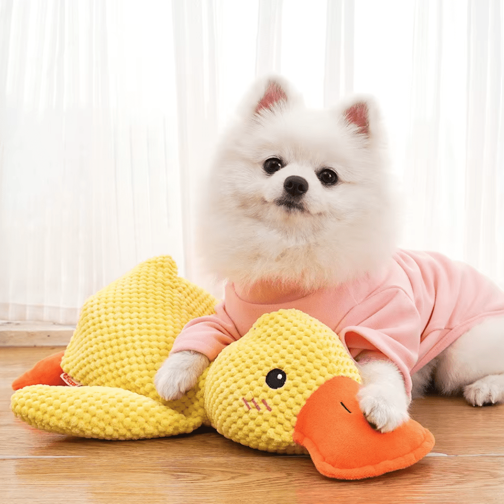 Petit chien blanc en pull rose allongé contre le canard en peluche jaune, patte posée sur son bec 2