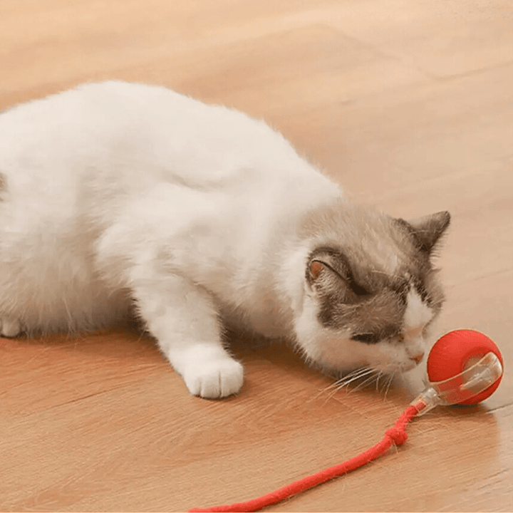 Chat blanc et gris à plat ventre qui renifle de près la balle rouge reliée à sa corde, sur un parquet. 5