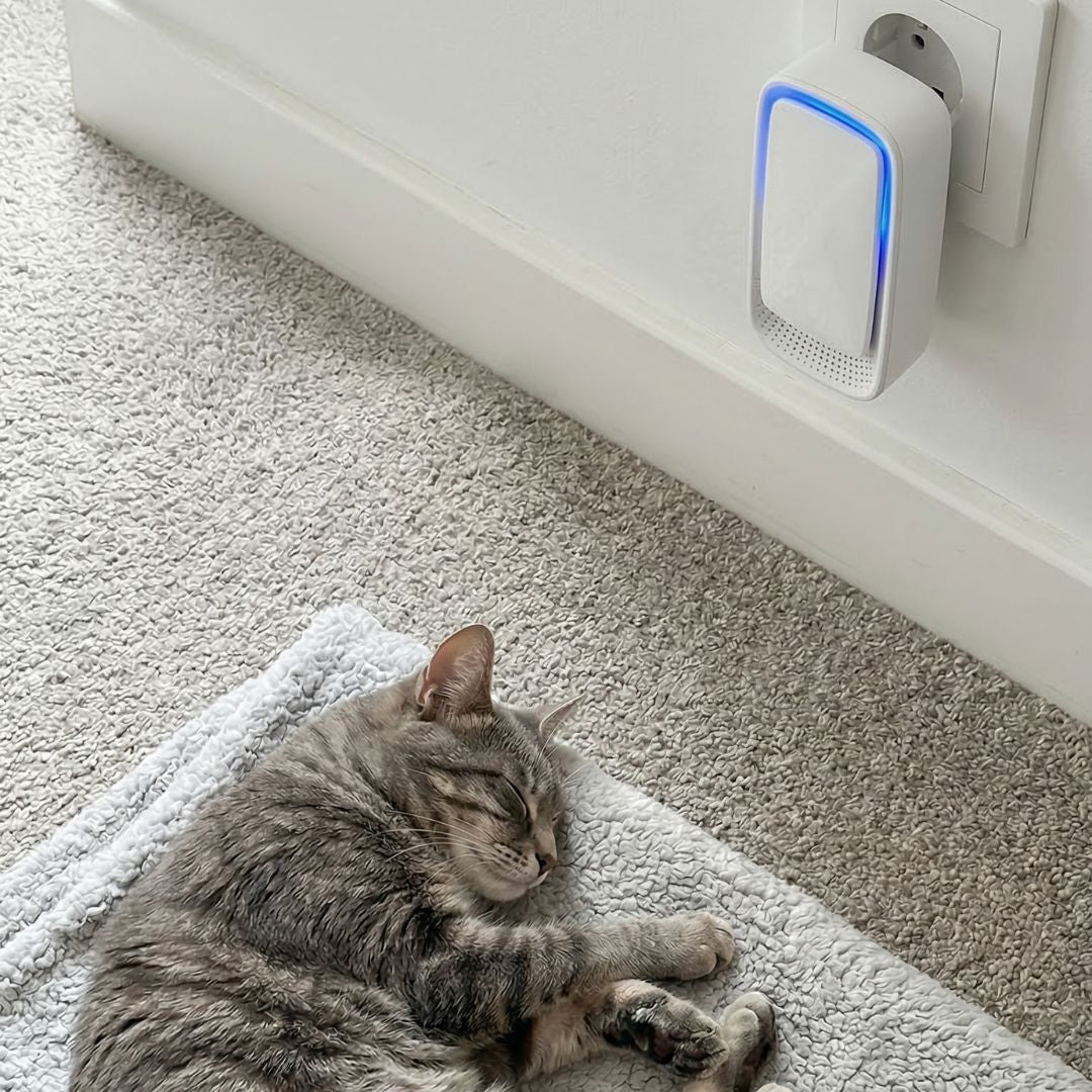Appareil branché sur une prise près d'une plinthe, un chat gris endormi sur une couverture 4