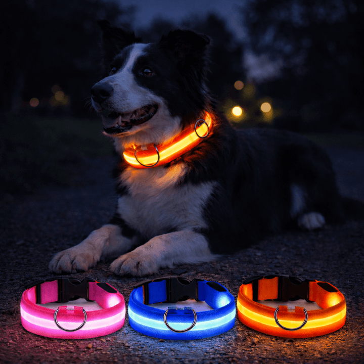 Border collie couché de nuit avec un collier orange lumineux, devant trois colliers rose, bleu et orange allumés. 3