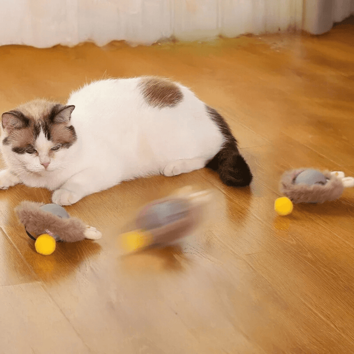 Chat blanc et gris couché sur un parquet pendant que des balles gainées de fourrure beige, avec pompon jaune, roulent autour de lui. 4
