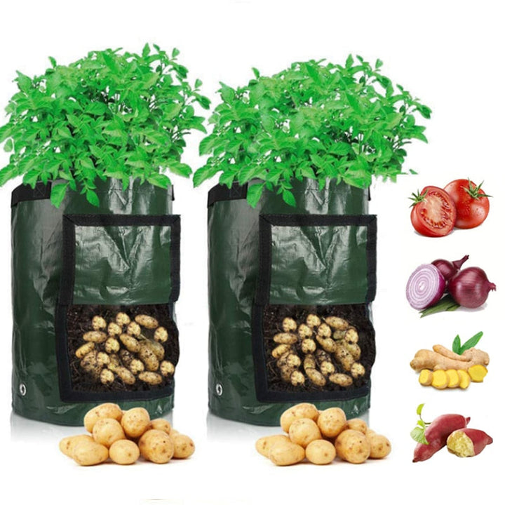 Deux sacs de culture verts avec feuillage luxuriant et rabat ouvert montrant des pommes de terre, entourés de tomates, oignons, gingembre et patates douces. 1