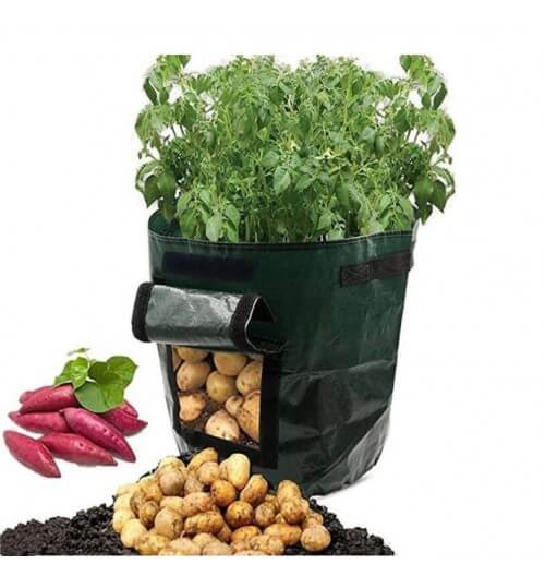 Sac de culture vert avec plants vigoureux, fenêtre ouverte sur des pommes de terre, tas de pommes de terre et patates douces au premier plan. 10