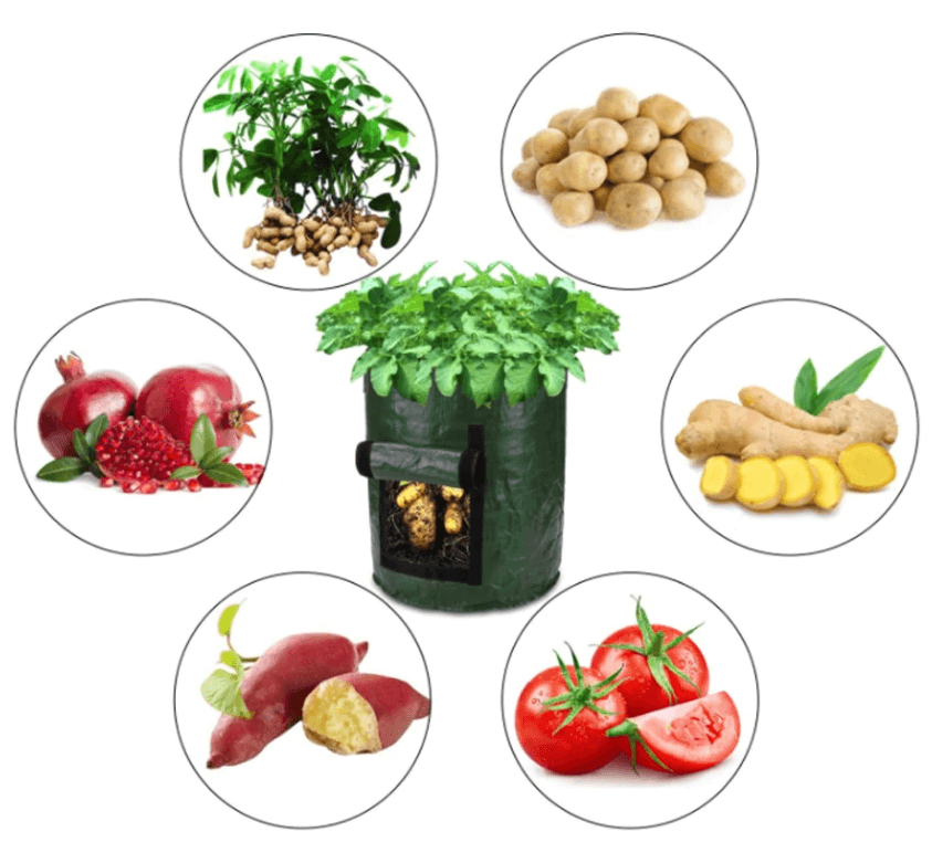 Sac de culture vert au centre entouré de médaillons: arachides, pommes de terre, gingembre, tomates, patate douce et grenades. 11