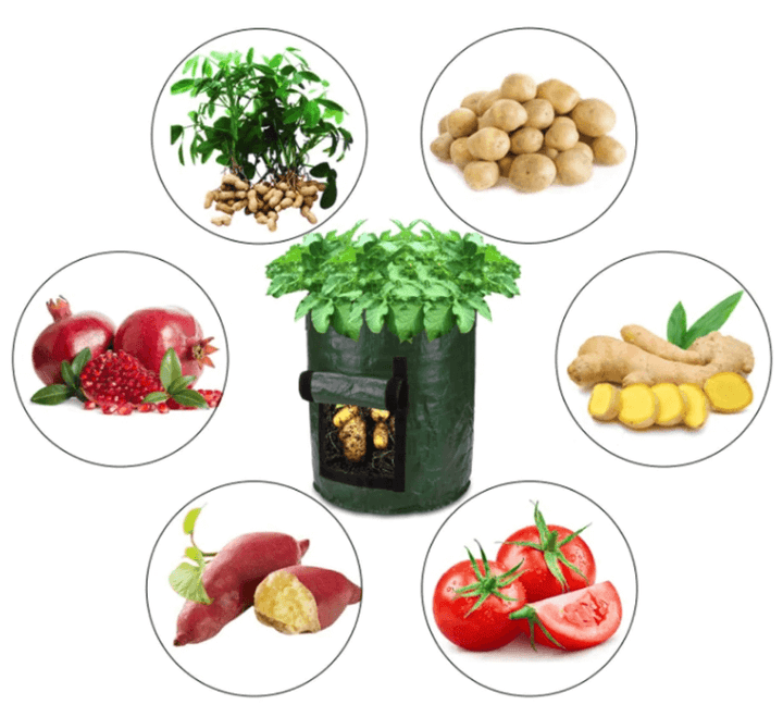 Sac de culture vert au centre entouré de médaillons: arachides, pommes de terre, gingembre, tomates, patate douce et grenades. 11