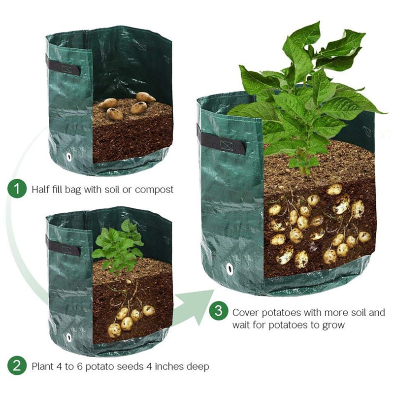 Schéma en trois étapes de la plantation en sac: remplir de terre à moitié, planter les tubercules, puis recouvrir de terre. 5
