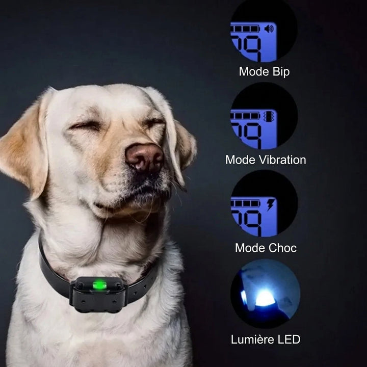 Labrador aux yeux fermés portant le collier, avec écrans des modes bip, vibration, stimulation et lumière LED 9