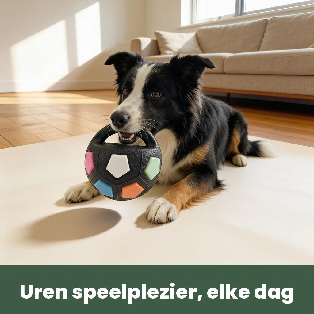 Border collie couché sur un tapis clair dans un salon, la balle noire à poignée dans la gueule. 2