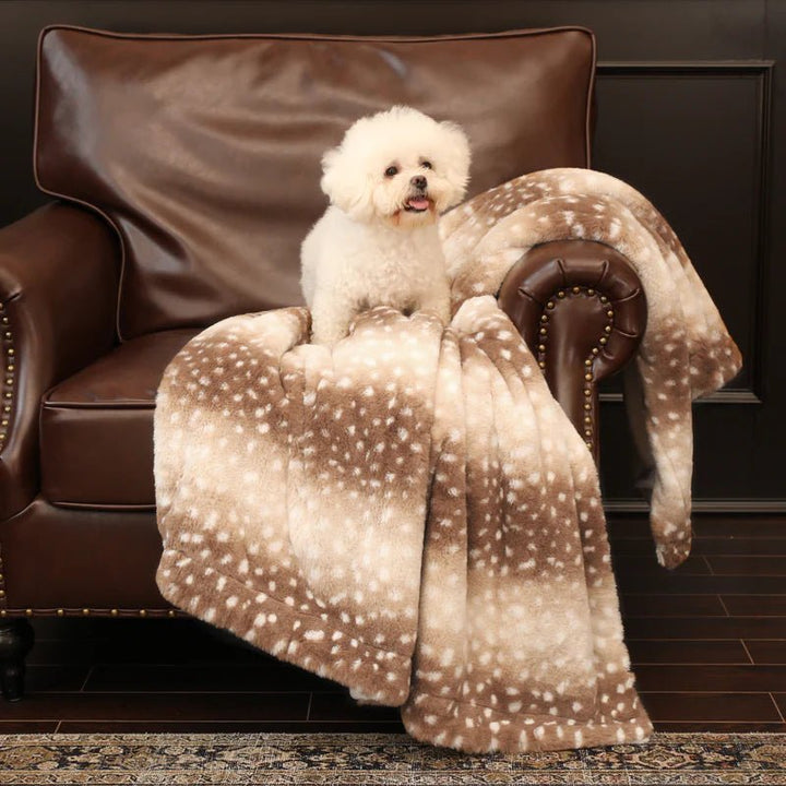 Petit chien blanc et bouclé posé sur la couverture tachetée étalée sur un fauteuil en cuir brun. 5